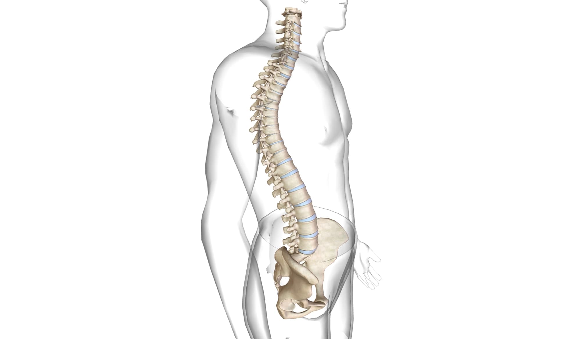 Ginnastica Posturale e Cifosi