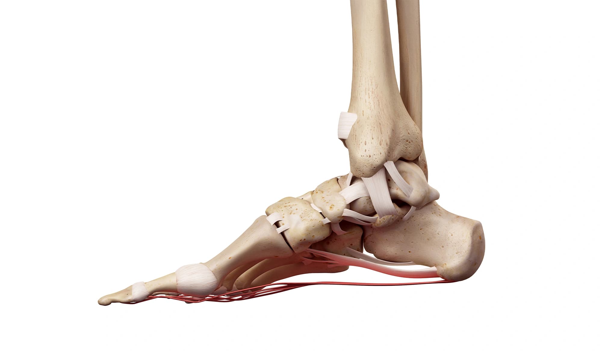 Piede Anatomia e Postura