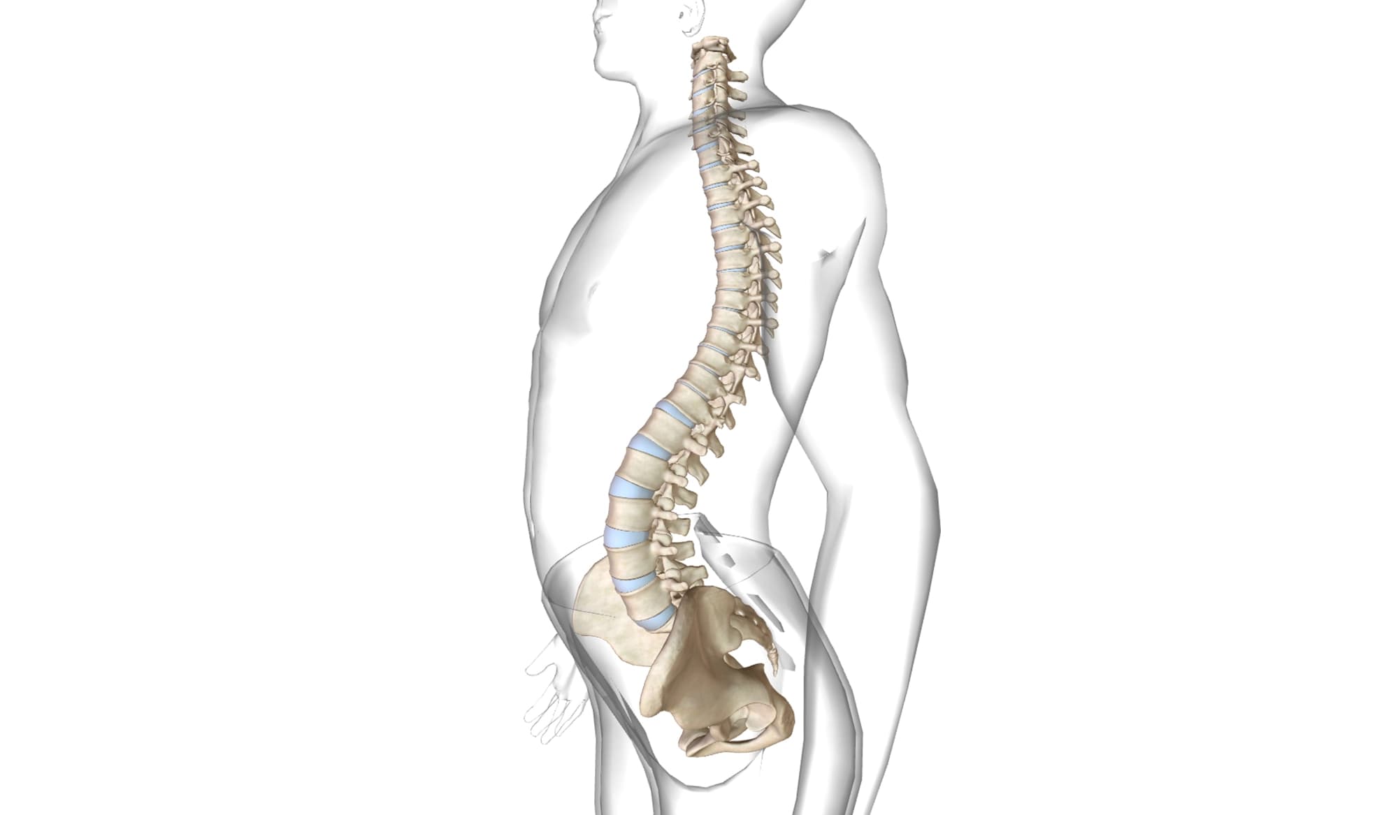 Ginnastica Posturale e Lordosi