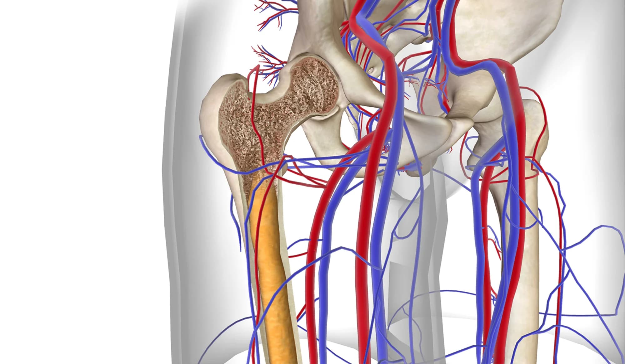 Osteoporosi Prevenirla e Curarla