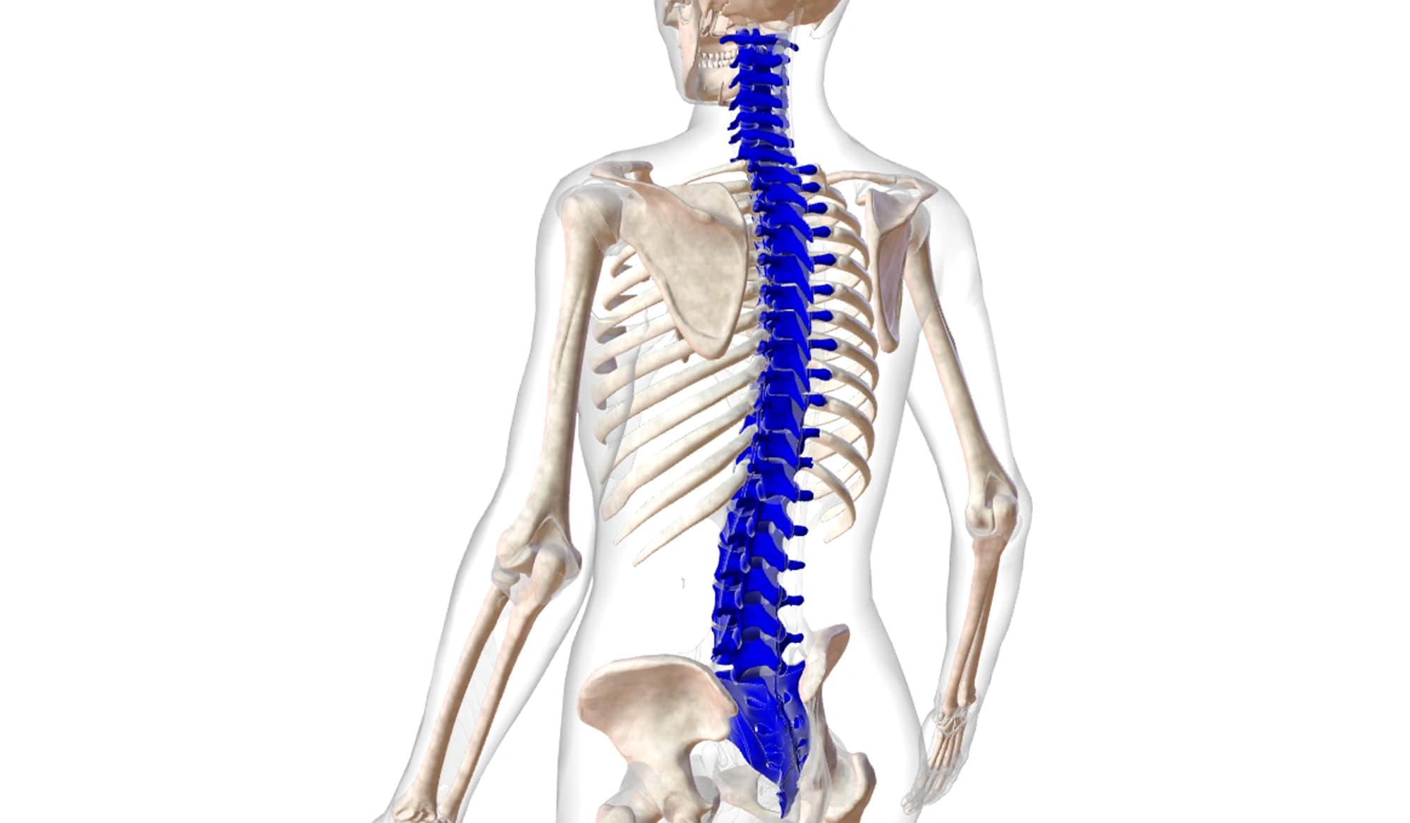 Postura e patologie del rachide