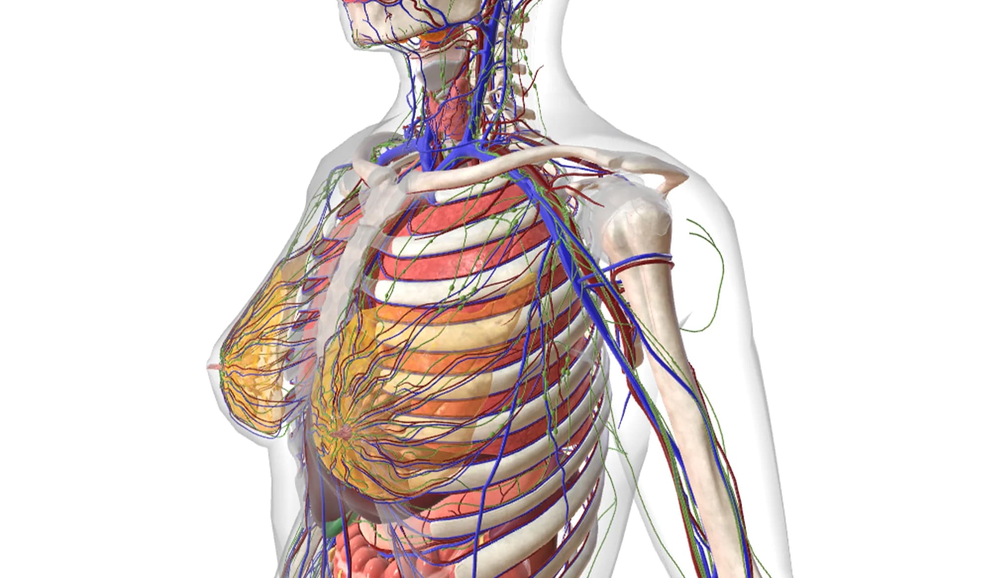Ginnastica Posturale per il seno cadente