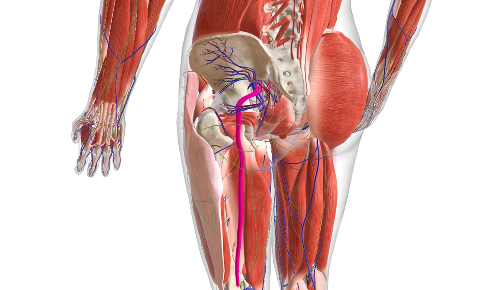 Nervo Sciatico Cause e Intervento