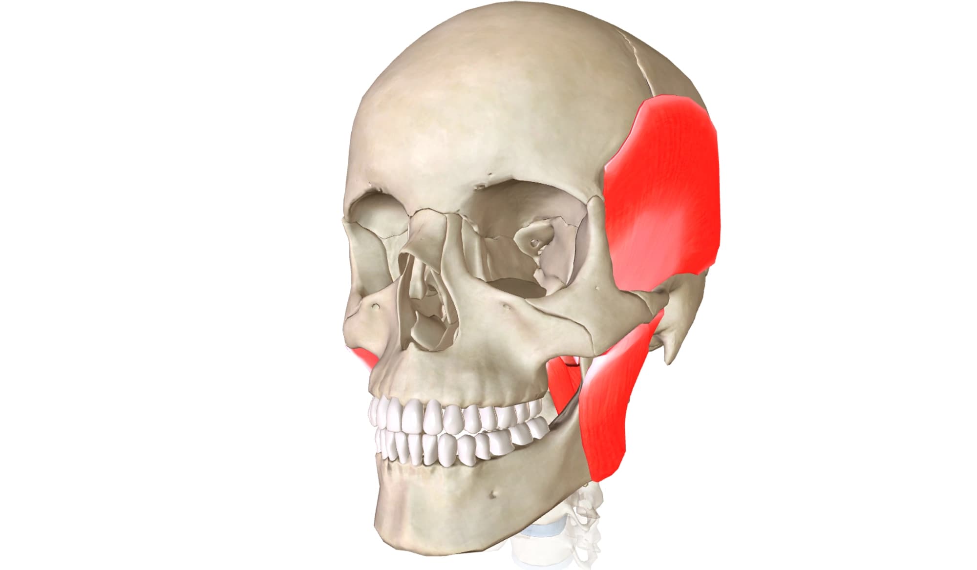 Occlusione Dentale Problemi Posturali