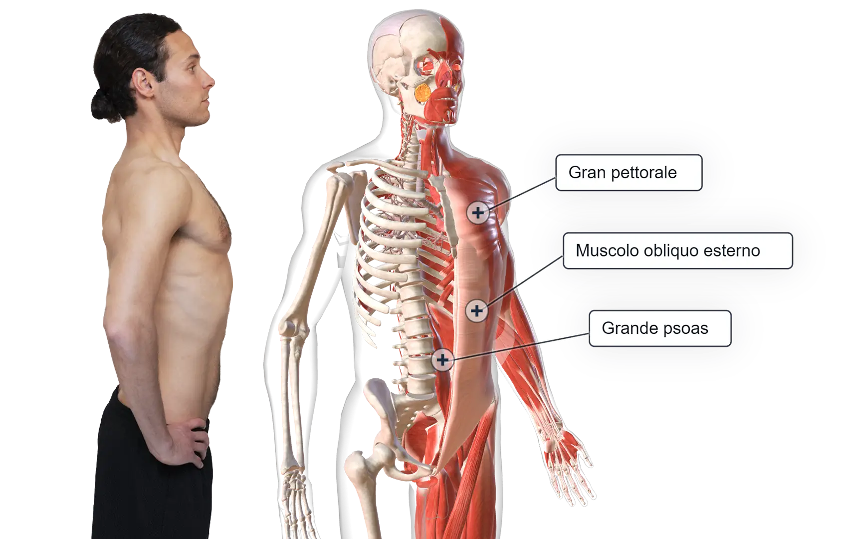 Human-Anatomy-3D-Ginnastica-Posturale-Anatomia
