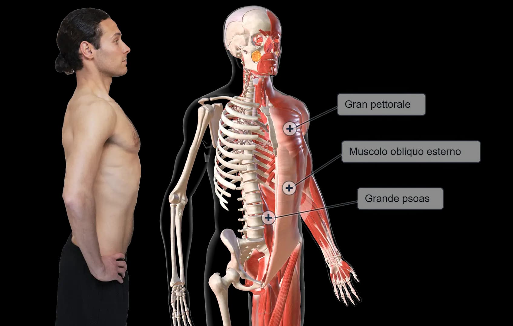 Human-Anatomy-3D-Ginnastica-Posturale-Anatomia